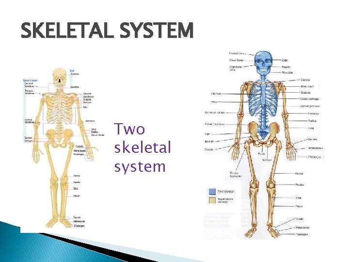 SKELETAL SYSTEM Two skeletal system 