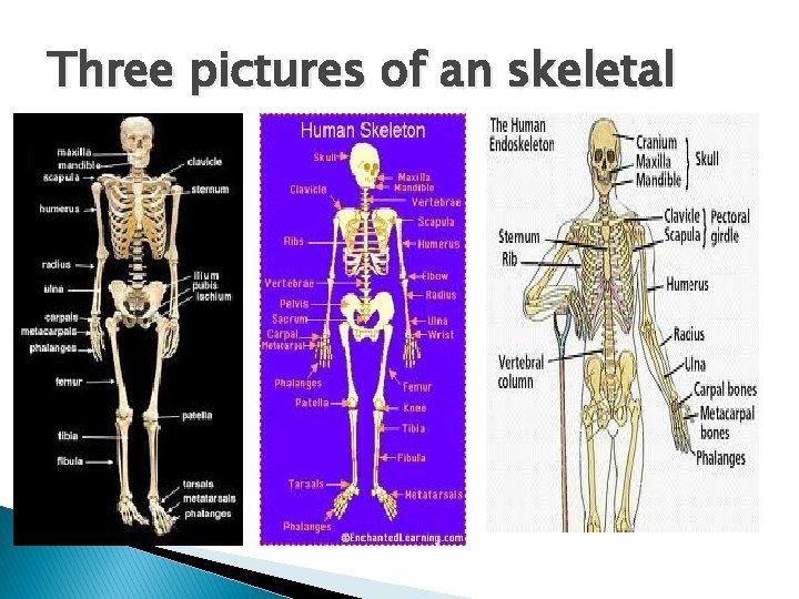 Three pictures of an skeletal 