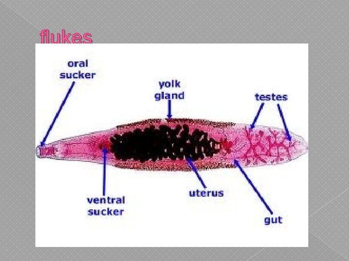 flukes flukes