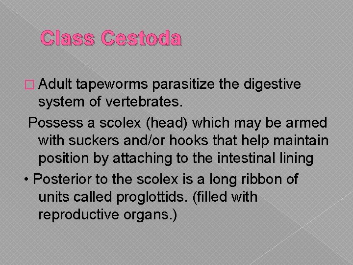 Class Cestoda � Adult tapeworms parasitize the digestive system of vertebrates. Possess a scolex Class Cestoda � Adult tapeworms parasitize the digestive system of vertebrates. Possess a scolex