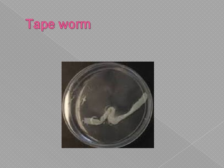 Tape worm 