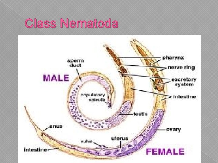 Class Nematoda Class Nematoda