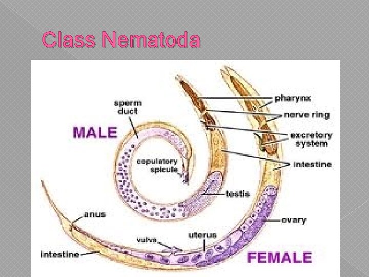 Class Nematoda 