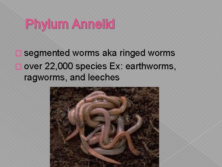 Phylum Annelid � segmented worms aka ringed worms � over 22, 000 species Ex: Phylum Annelid � segmented worms aka ringed worms � over 22, 000 species Ex: