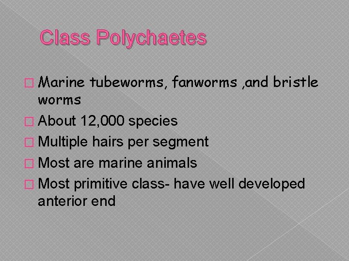 Class Polychaetes � Marine tubeworms, fanworms , and bristle worms � About 12, 000