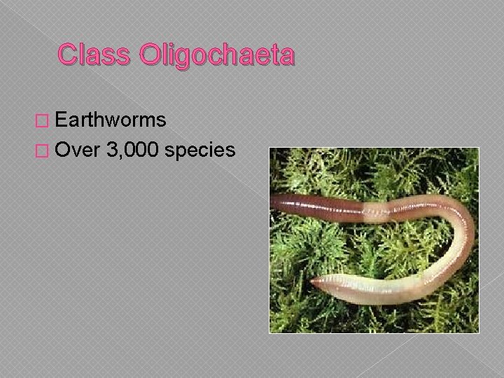 Class Oligochaeta � Earthworms � Over 3, 000 species 