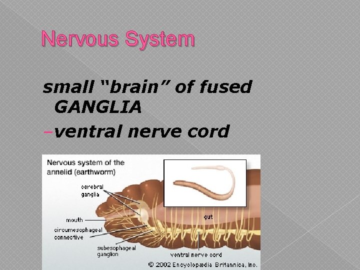 Nervous System small “brain” of fused GANGLIA – ventral nerve cord 