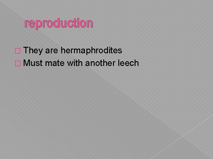reproduction � They are hermaphrodites � Must mate with another leech 