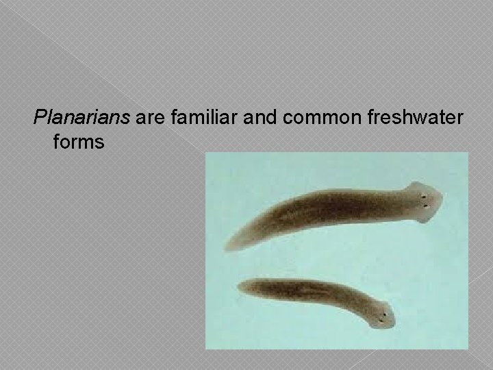 Planarians are familiar and common freshwater forms Planarians are familiar and common freshwater forms