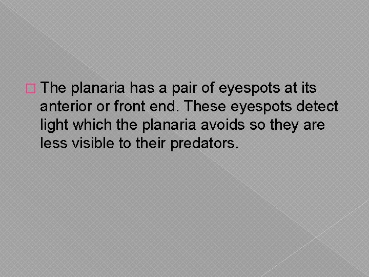 � The planaria has a pair of eyespots at its anterior or front end.