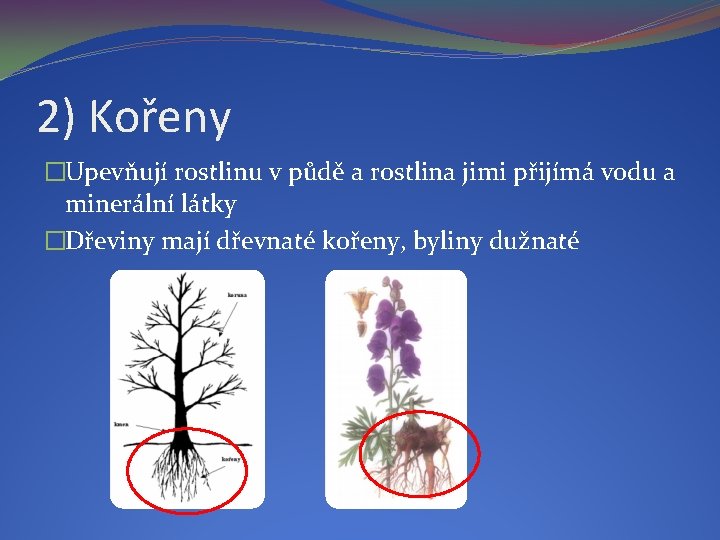 2) Kořeny �Upevňují rostlinu v půdě a rostlina jimi přijímá vodu a minerální látky