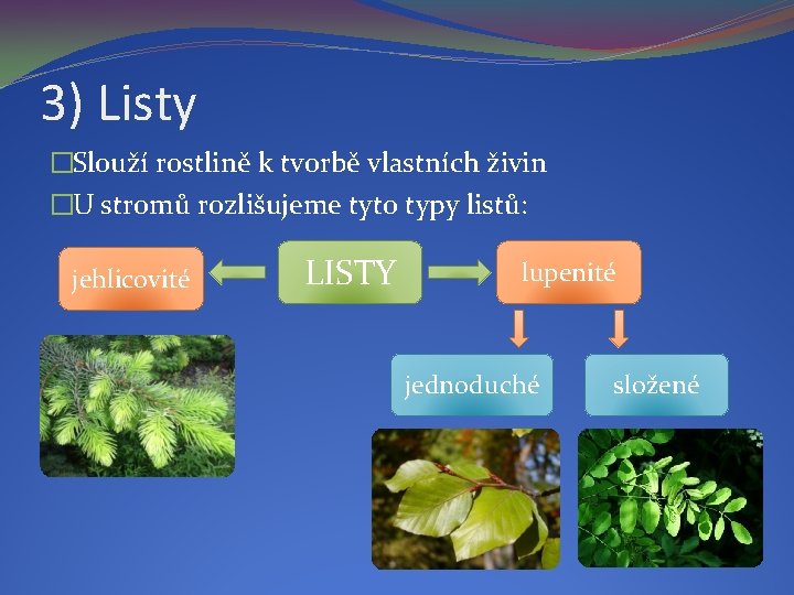 3) Listy �Slouží rostlině k tvorbě vlastních živin �U stromů rozlišujeme tyto typy listů: