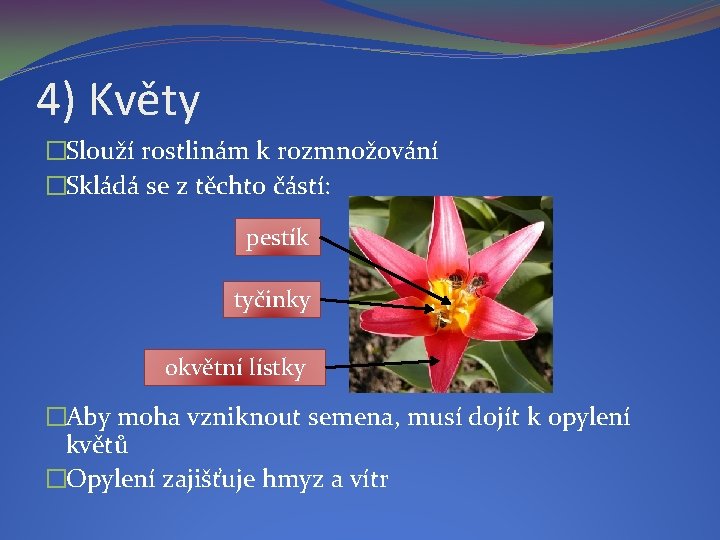 4) Květy �Slouží rostlinám k rozmnožování �Skládá se z těchto částí: pestík tyčinky okvětní