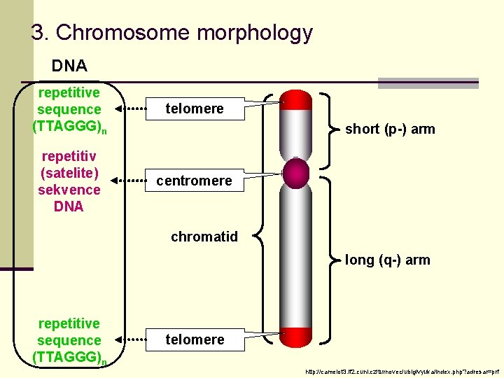 3. Chromosome morphology DNA repetitive sequence (TTAGGG)n telomere repetitiv (satelite) sekvence DNA centromere short