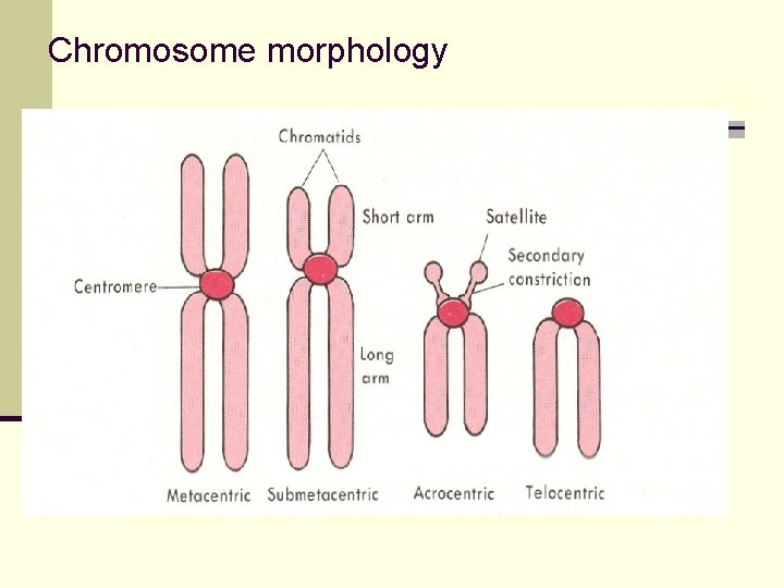 Chromosome morphology 