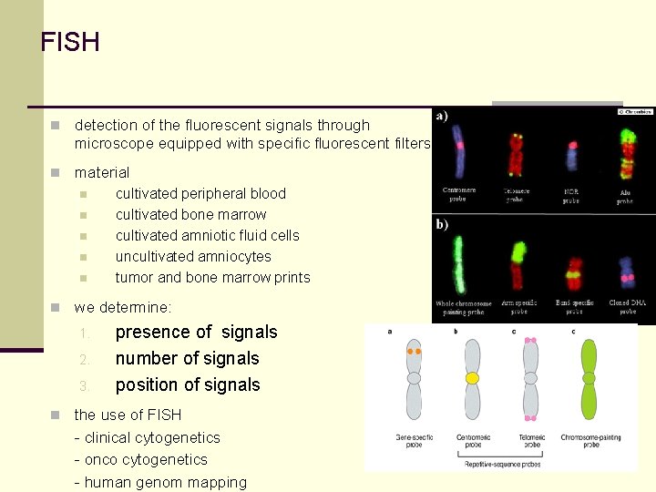 FISH n detection of the fluorescent signals through microscope equipped with specific fluorescent filters