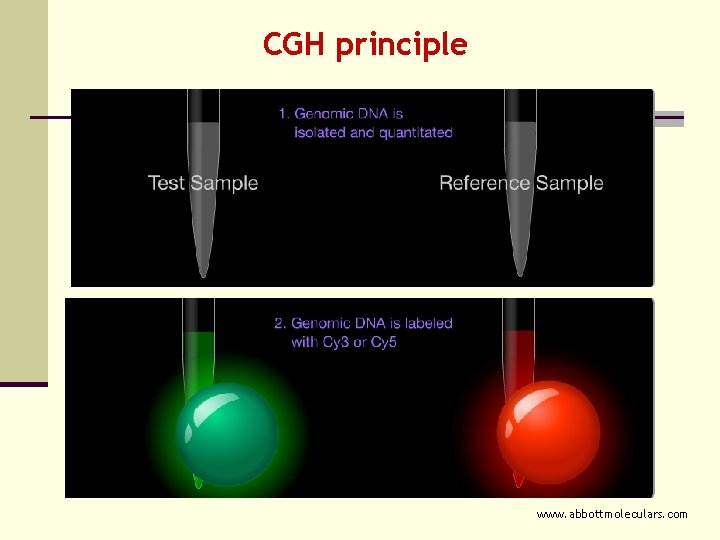 CGH principle www. abbottmoleculars. com 