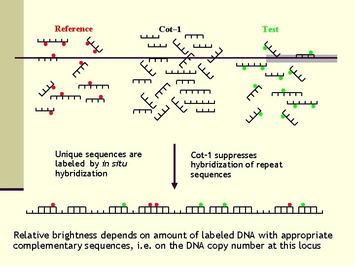 Reference Unique sequences are labeled by in situ hybridization Cot– 1 Test Cot– 1