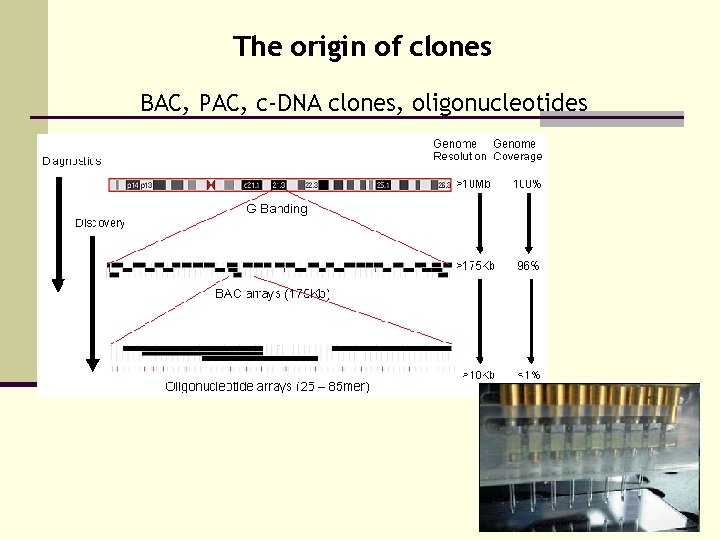 The origin of clones BAC, PAC, c-DNA clones, oligonucleotides 