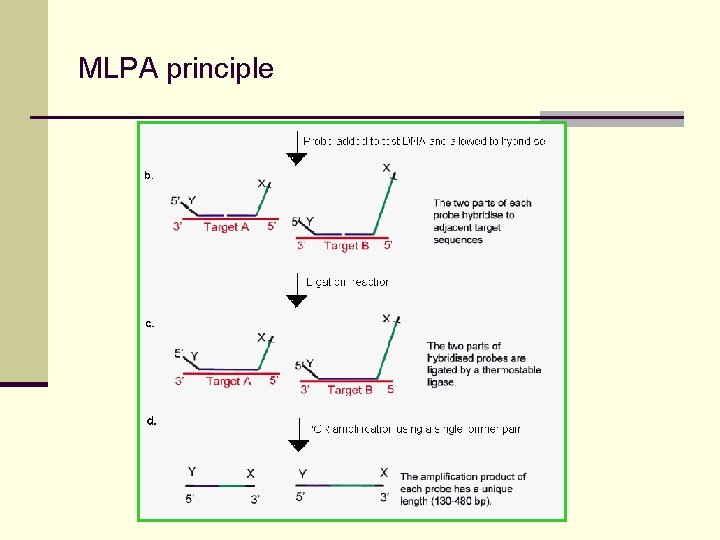 MLPA principle 