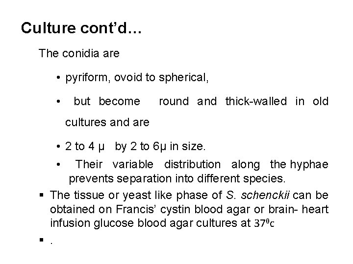 Culture cont’d… The conidia are • pyriform, ovoid to spherical, • but become round