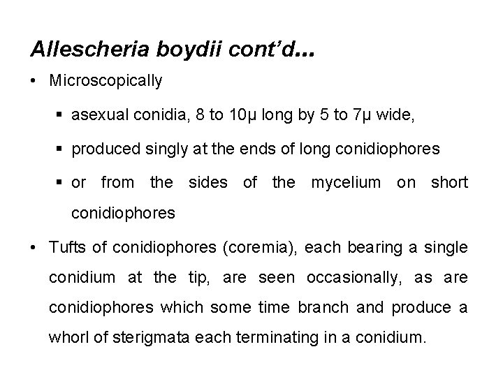 Allescheria boydii cont’d… • Microscopically § asexual conidia, 8 to 10µ long by 5