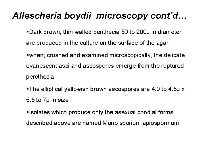 Allescheria boydii microscopy cont’d… §Dark brown, thin walled perithecia 50 to 200µ in diameter