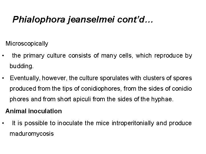 Phialophora jeanselmei cont’d… Microscopically • the primary culture consists of many cells, which reproduce