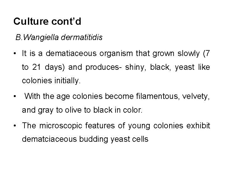 Culture cont’d B. Wangiella dermatitidis • It is a dematiaceous organism that grown slowly