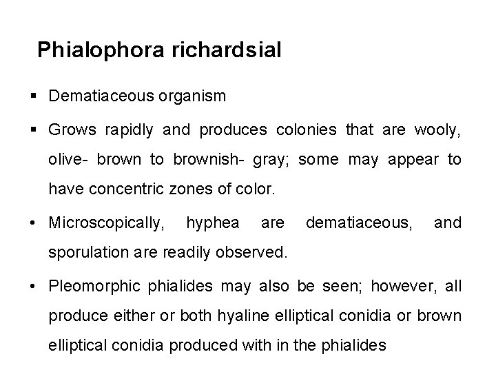 Phialophora richardsial § Dematiaceous organism § Grows rapidly and produces colonies that are wooly,