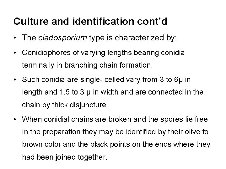 Culture and identification cont’d • The cladosporium type is characterized by: • Conidiophores of