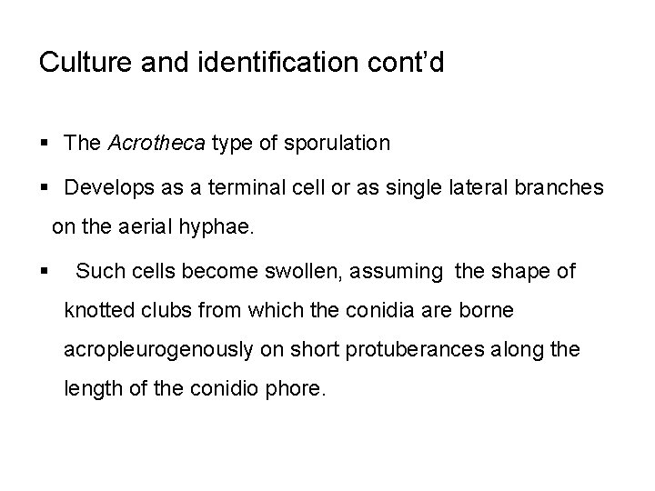 Culture and identification cont’d § The Acrotheca type of sporulation § Develops as a