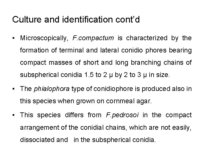 Culture and identification cont’d • Microscopically, F. compactum is characterized by the formation of