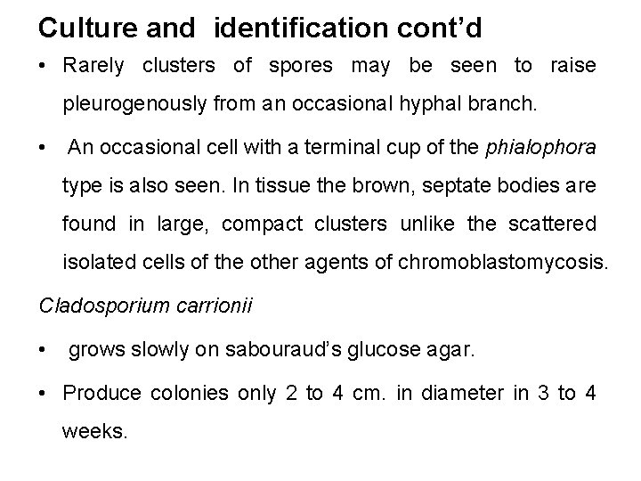 Culture and identification cont’d • Rarely clusters of spores may be seen to raise