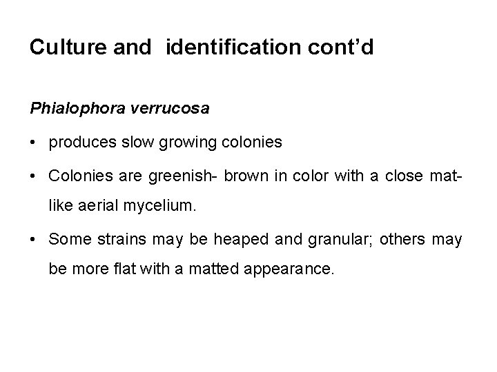 Culture and identification cont’d Phialophora verrucosa • produces slow growing colonies • Colonies are