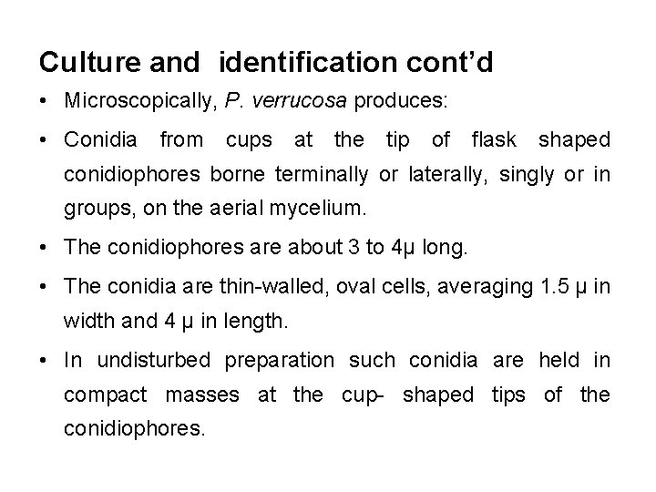 Culture and identification cont’d • Microscopically, P. verrucosa produces: • Conidia from cups at