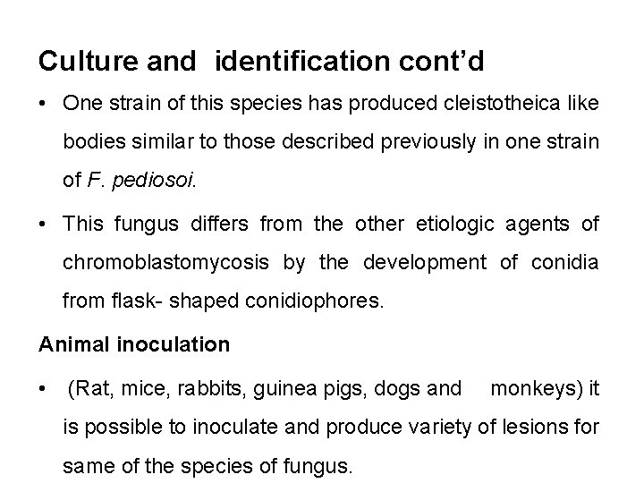 Culture and identification cont’d • One strain of this species has produced cleistotheica like