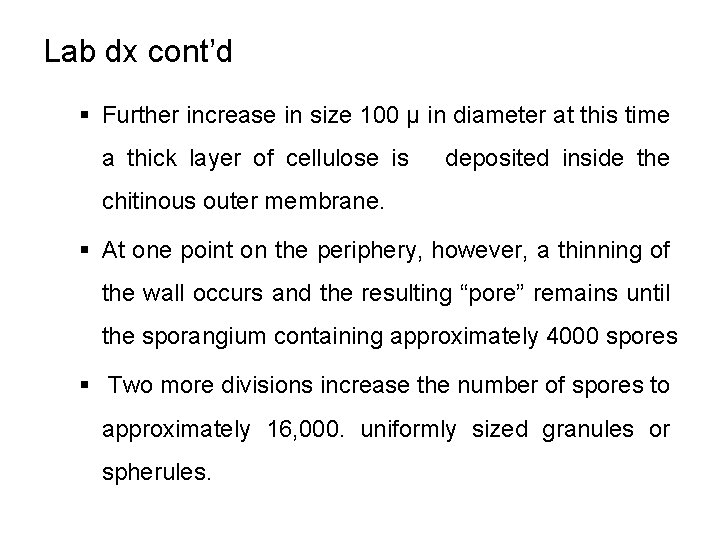 Lab dx cont’d § Further increase in size 100 μ in diameter at this