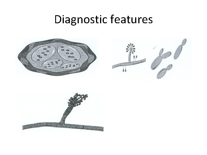 Diagnostic features 