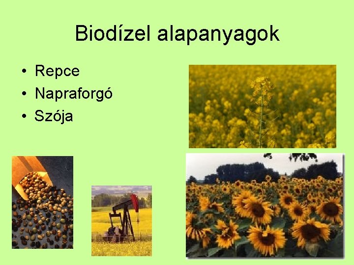 Biodízel alapanyagok • Repce • Napraforgó • Szója 