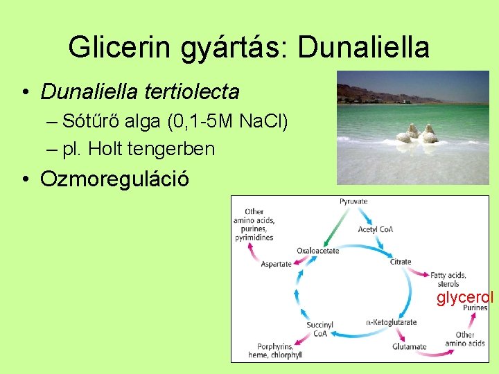 Glicerin gyártás: Dunaliella • Dunaliella tertiolecta – Sótűrő alga (0, 1 -5 M Na.