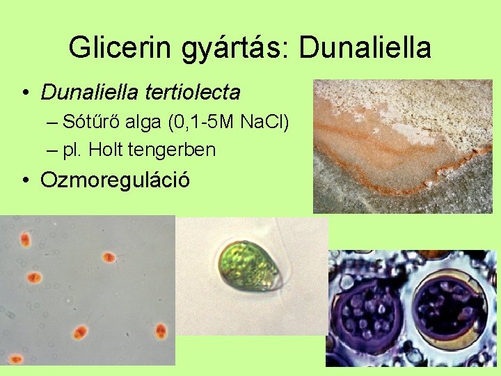 Glicerin gyártás: Dunaliella • Dunaliella tertiolecta – Sótűrő alga (0, 1 -5 M Na.