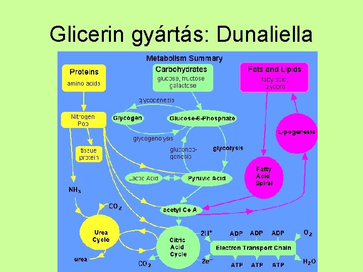 Glicerin gyártás: Dunaliella 