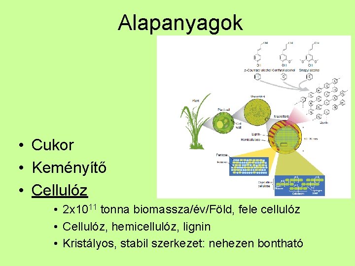 Alapanyagok • Cukor • Keményítő • Cellulóz • 2 x 1011 tonna biomassza/év/Föld, fele