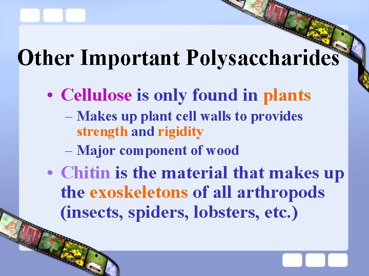 Other Important Polysaccharides • Cellulose is only found in plants – Makes up plant