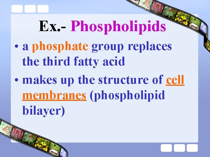 Ex. - Phospholipids • a phosphate group replaces the third fatty acid • makes