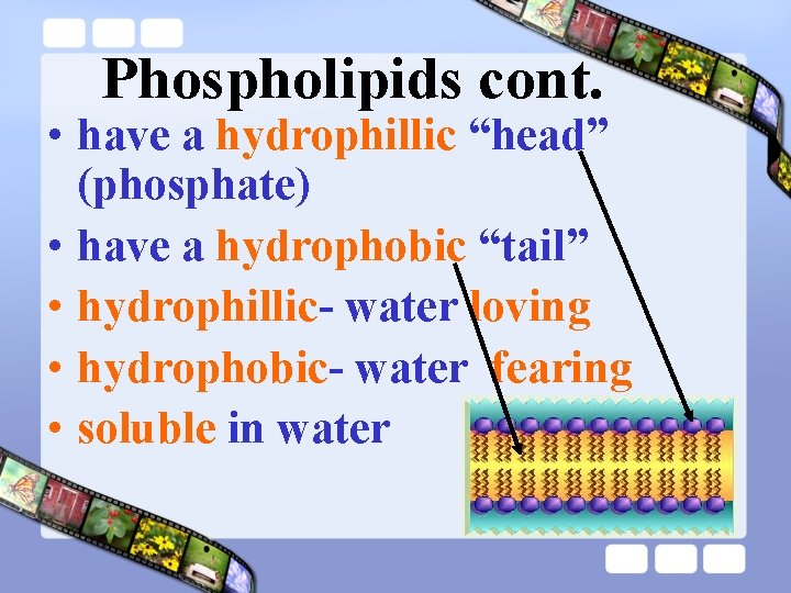 Phospholipids cont. • have a hydrophillic “head” (phosphate) • have a hydrophobic “tail” •