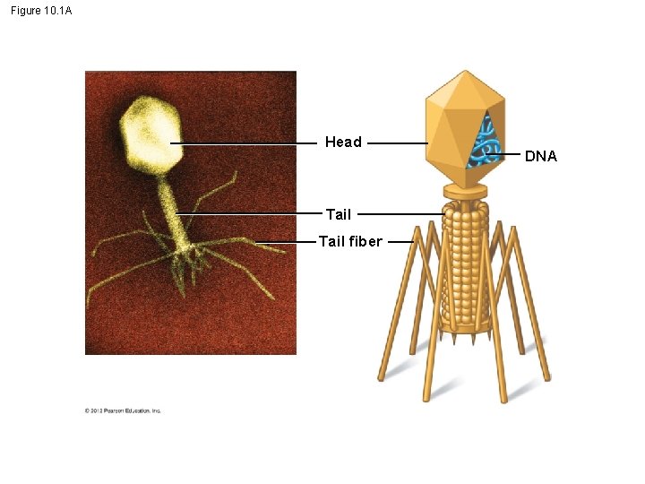 Figure 10. 1 A Head Tail fiber DNA 