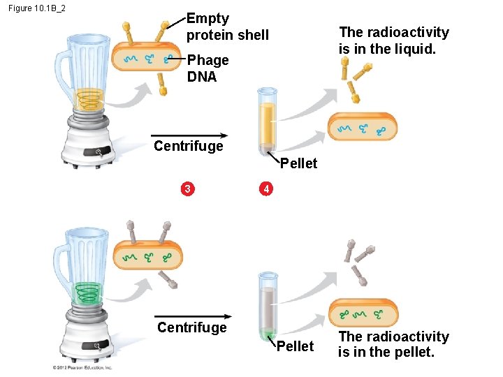 Figure 10. 1 B_2 Empty protein shell The radioactivity is in the liquid. Phage