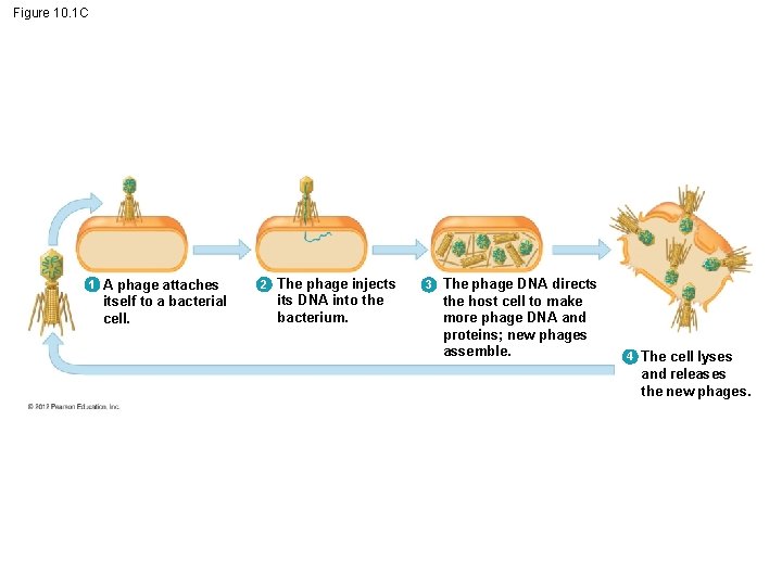 Figure 10. 1 C 1 A phage attaches itself to a bacterial cell. 2